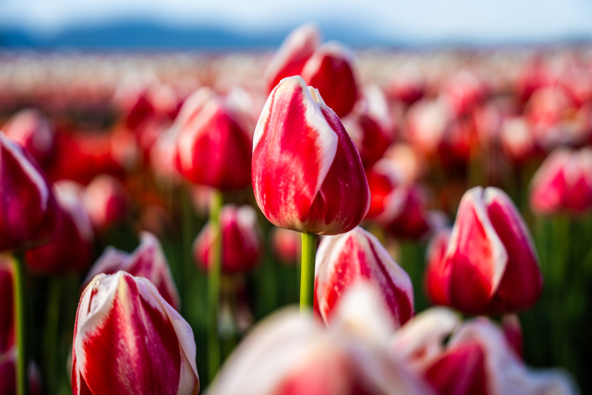 Lakeland Flowers (Abbotsford)